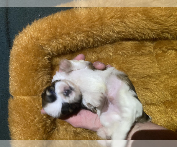 Medium Photo #4 Shih Tzu Puppy For Sale in VENETA, OR, USA
