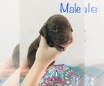 Small Border Collie-German Shorthaired Pointer Mix