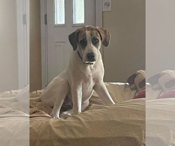 Medium Photo #4 Great Pyredane Puppy For Sale in Alexander, AR, USA