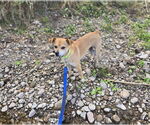 Small #3 Chihuahua-Parson Russell Terrier Mix