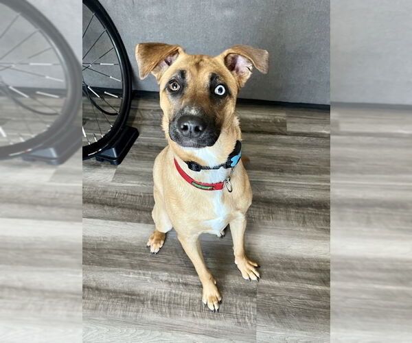 Medium Photo #5 Australian Shepherd-Boxer Mix Puppy For Sale in Dana Point, CA, USA