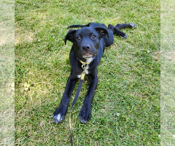 Medium Photo #6 Labsky Puppy For Sale in Hillsboro, MO, USA