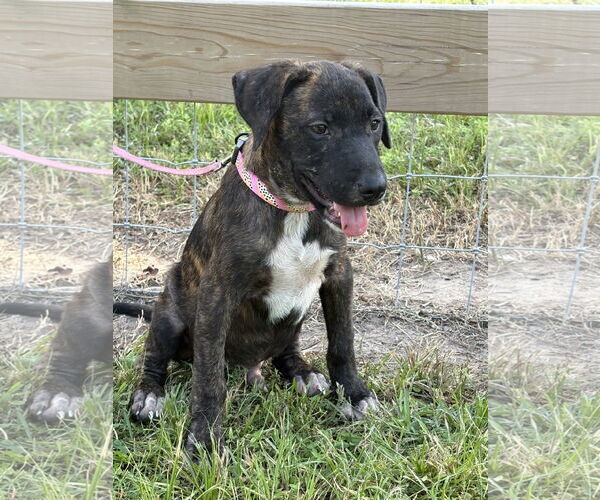 Medium Photo #3 Labrador Retriever-Unknown Mix Puppy For Sale in The Woodlands, TX, USA