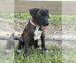 Small #2 Labrador Retriever Mix