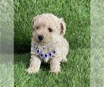 Small #33 Poodle (Toy)