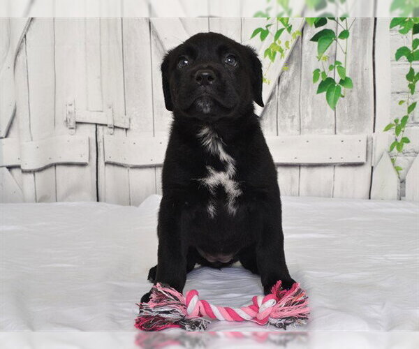 Medium Photo #1 Texas Heeler-Unknown Mix Puppy For Sale in Oroville, CA, USA