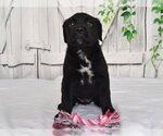 JORDAN - Female Texas Heeler-Unknown Mix Dog for Adoption - Small photo