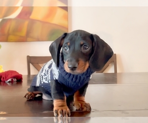 Dachshund Litter for sale in SAN BERNARDINO, CA, USA