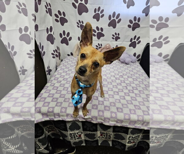 Medium Photo #1 Chihuahua-Unknown Mix Puppy For Sale in Metairie, LA, USA
