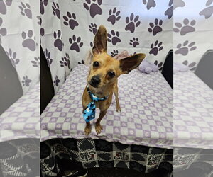 Chihuahua-Unknown Mix Dogs for adoption in Metairie, LA, USA