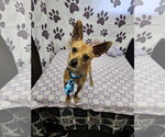 Small Chihuahua Mix