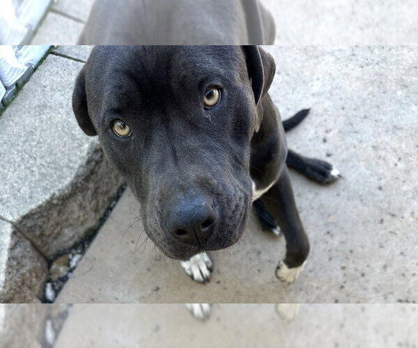 Medium Photo #1 Mutt Puppy For Sale in San Diego, CA, USA