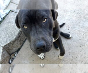 Mutt Dogs for adoption in San Diego, CA, USA