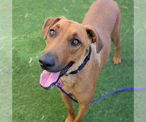 Labrador Retriever-Unknown Mix Dogs for adoption in Las Vegas, NV, USA
