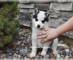 Image preview for Ad Listing. Nickname: Pepper Pomsky