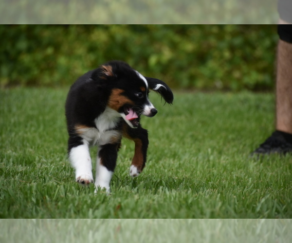 Medium Photo #6 Miniature Australian Shepherd Puppy For Sale in PALM COAST, FL, USA