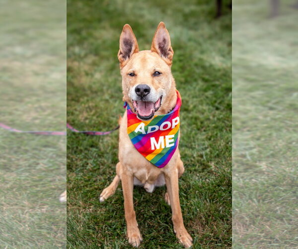 Medium Photo #1 Chow Chow-German Shepherd Dog Mix Puppy For Sale in Oakhurst, NJ, USA