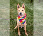 Small Chow Chow-German Shepherd Dog Mix