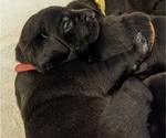Small Photo #2 Goldmaraner Puppy For Sale in SAN JOSE, CA, USA