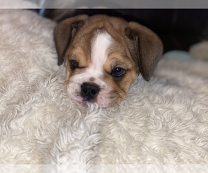 English Bulldog Puppy for sale in WAVERLY, OH, USA