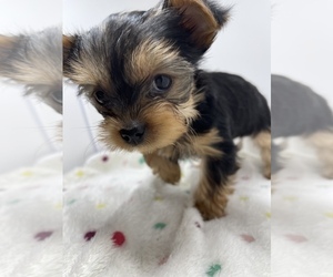 Yorkshire Terrier Puppy for sale in SAINT LOUIS, MO, USA