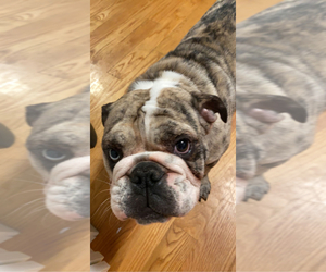 Mother of the English Bulldog-German Shepherd Dog Mix puppies born on 06/06/2025