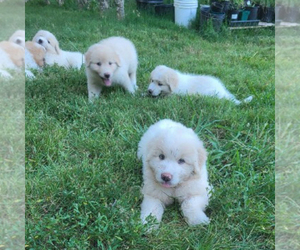 ANATOLIAN MASTIFF-Great Pyrenees Mix Dogs for adoption in EUREKA SPRINGS, AR, USA
