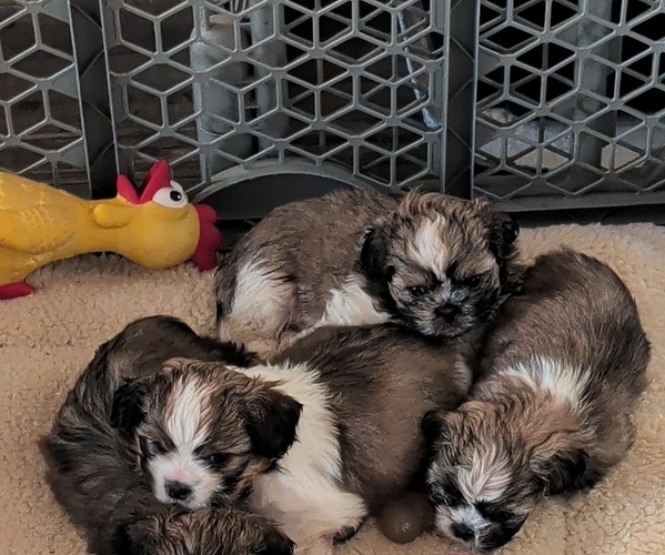 Medium Photo #1 Shih Tzu Puppy For Sale in BOKOSHE, OK, USA