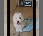 Small #2 Havanese-Zuchon Mix