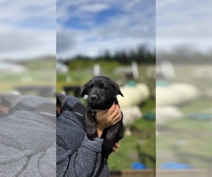 Golden Shepherd Puppy for Sale in FERNDALE, Washington USA