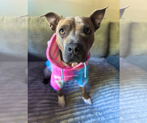 Medium Photo #4 American Pit Bull Terrier-Unknown Mix Puppy For Sale in Fort Collins, CO, USA