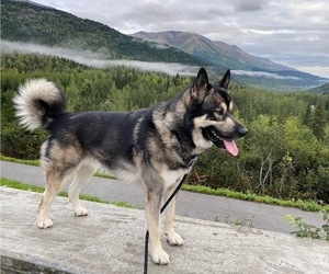 Father of the Alaskan Malamute-German Shepherd Dog Mix puppies born on 05/22/2026