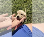 Small English Cream Golden Retriever