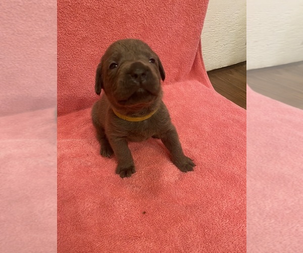 Medium Photo #6 Cane Corso Puppy For Sale in ECLECTIC, AL, USA