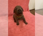 Puppy Yellow Collar Cane Corso
