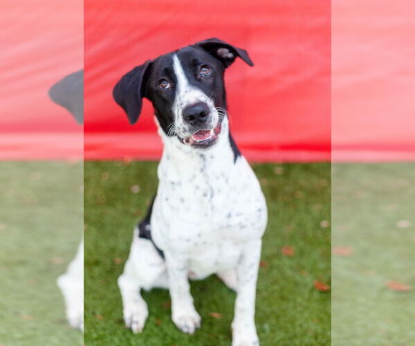 Medium Photo #3 Mutt Puppy For Sale in Canton, CT, USA