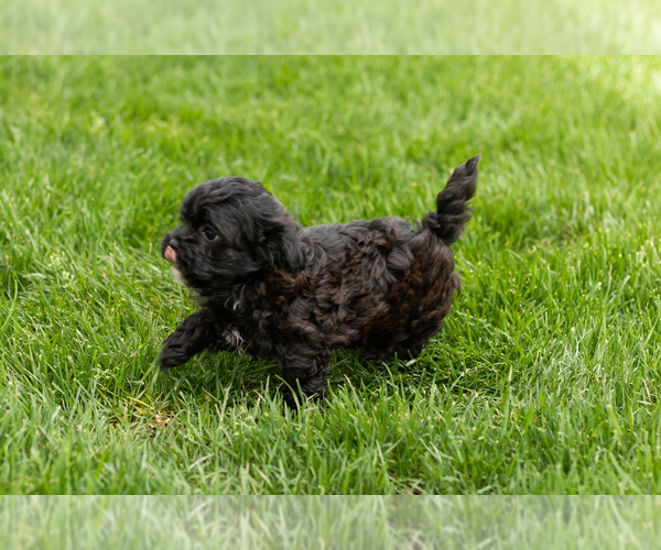 Medium Photo #2 Shih-Poo Puppy For Sale in NAPPANEE, IN, USA