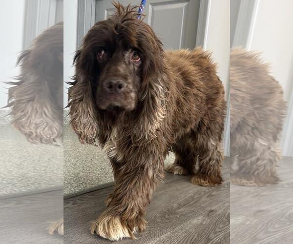 Medium Photo #2 Cocker Spaniel Puppy For Sale in Westminster, MD, USA