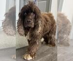 Small #1 Cocker Spaniel