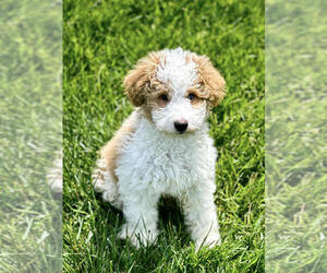 Miniature Bernedoodle Puppy for sale in HUNTERTOWN, IN, USA