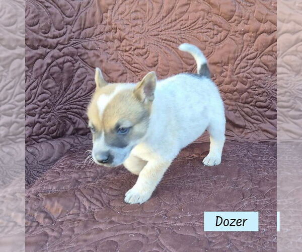 Medium Photo #1 Mutt Puppy For Sale in Brewster, NY, USA