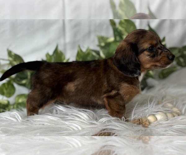 Medium Photo #3 Dachshund Puppy For Sale in ROCK STREAM, NY, USA