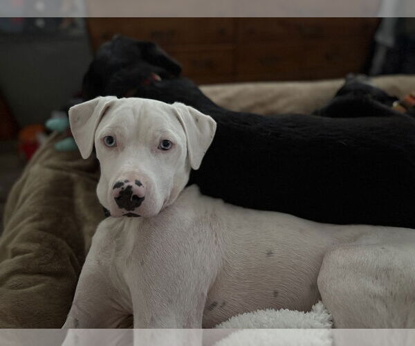 Medium Photo #9 Labrador Retriever-Unknown Mix Puppy For Sale in Brewster, NY, USA