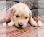 Small Photo #35 Golden Retriever Puppy For Sale in CHINO HILLS, CA, USA