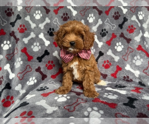 Medium Photo #4 Cockapoo (Miniature) Puppy For Sale in LAKELAND, FL, USA