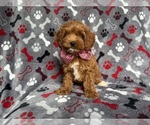 Small #3 Cockapoo (Miniature)