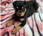 Small #3 Rottweiler
