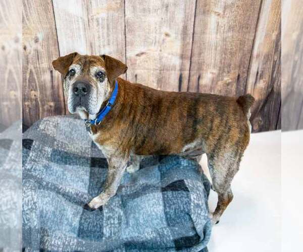 Medium Photo #9 Bulldog-Unknown Mix Puppy For Sale in Kennesaw, GA, USA