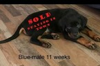 Small Photo #9 Rottweiler Puppy For Sale in WADSWORTH, OH, USA
