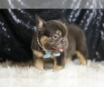 Small Photo #117 French Bulldog Puppy For Sale in WARSAW, IN, USA